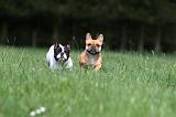 BOULEDOGUE FRANCAIS 1006